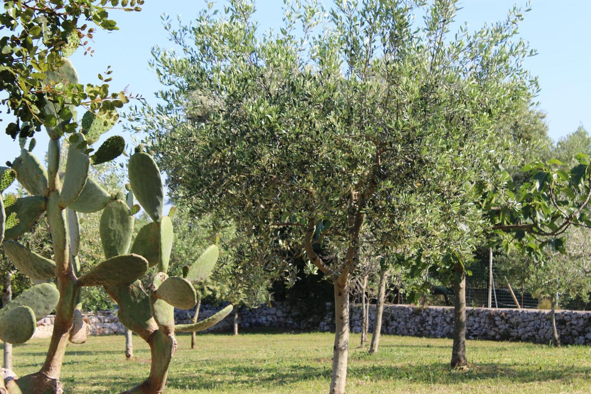 אוסטוני Masseria Tolla מראה חיצוני תמונה